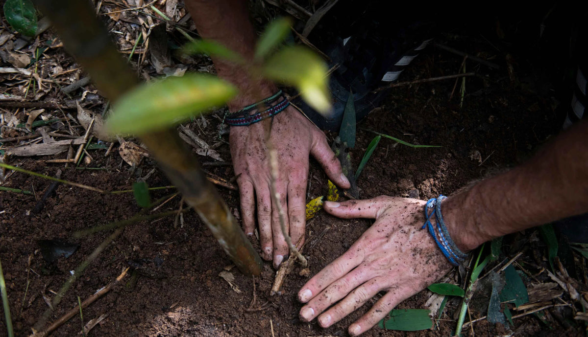 Hands planting a tree sapling